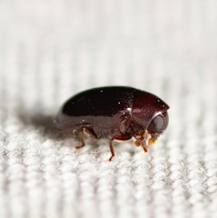 Calymmaderus nitidus