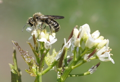 Chelostoma florisomne