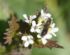 Chelostoma florisomne