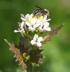 Chelostoma florisomne