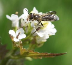 Chelostoma florisomne