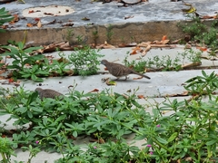 Geopelia striata