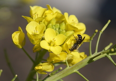 Chelostoma florisomne