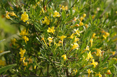 Chrysojasminum fruticans