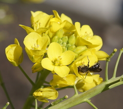 Chelostoma florisomne