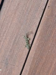 Hemidactylus platyurus