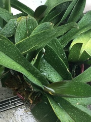 Aspidistra elatior