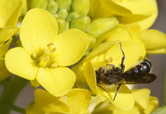 Chelostoma florisomne