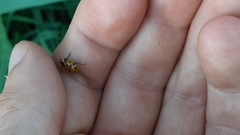 Hippodamia tredecimpunctata