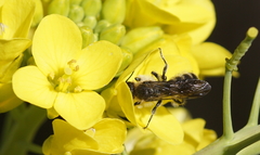 Chelostoma florisomne
