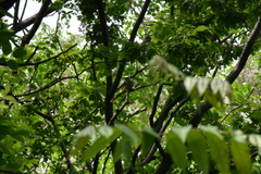 Pericrocotus cantonensis