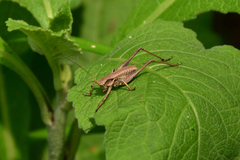 Atlanticus kiangsu
