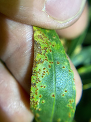 Puccinia baccharidis