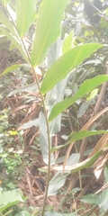 Tracheophyta