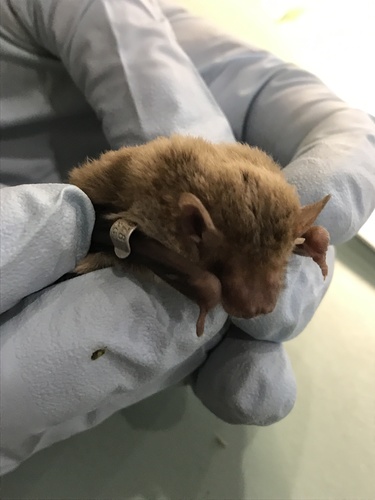 Inland Broad-nosed Bat