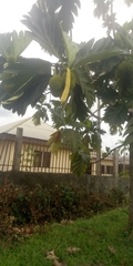 Magnoliopsida