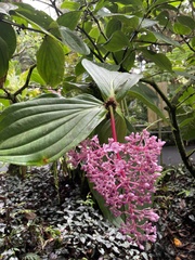 Medinilla cummingii