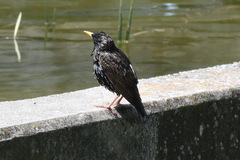 Sturnus vulgaris