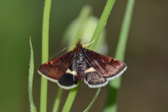 Pyrausta obfuscata