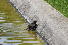 Sturnus vulgaris