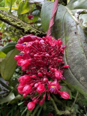 Medinilla miniata