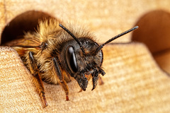Osmia bicornis