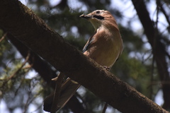 Garrulus glandarius