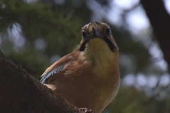 Garrulus glandarius