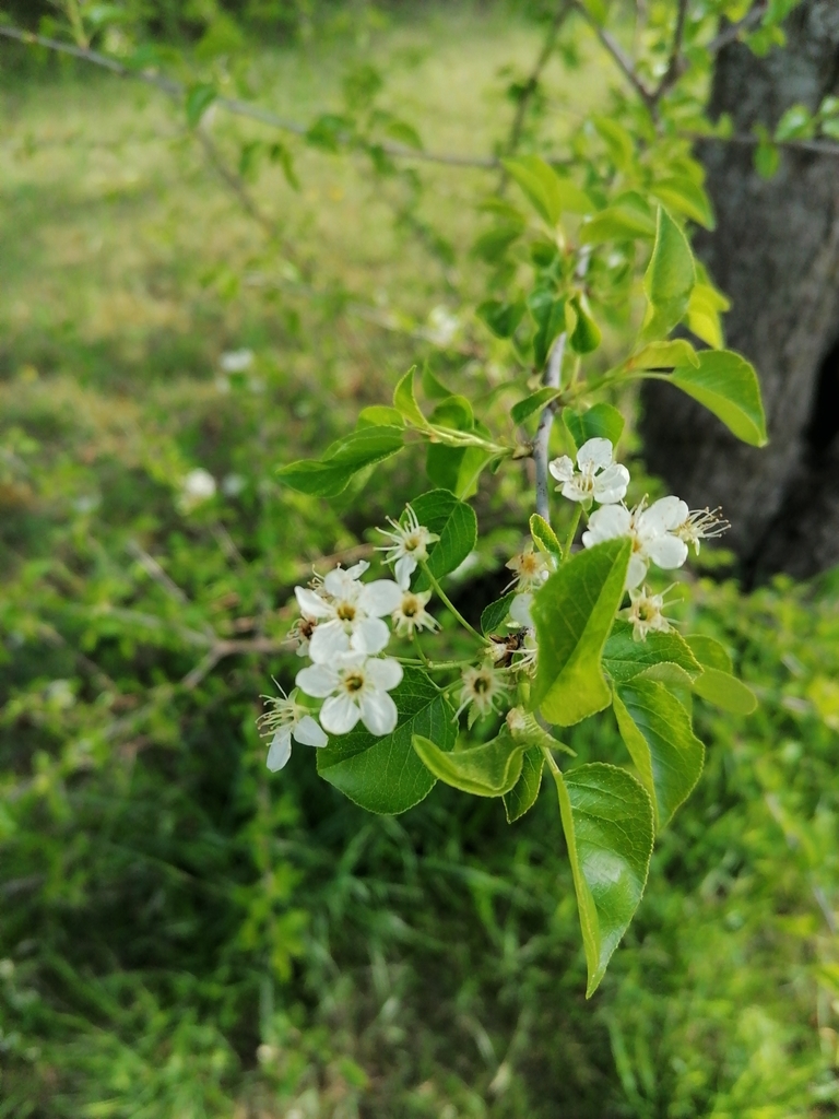 St Lucie Cherry from 3100 St. Pölten, Österreich on May 01, 2022 at 09: ...