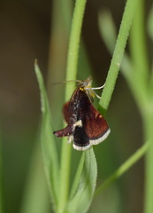 Pyrausta obfuscata