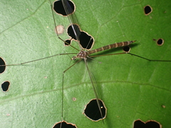 Limnophilella