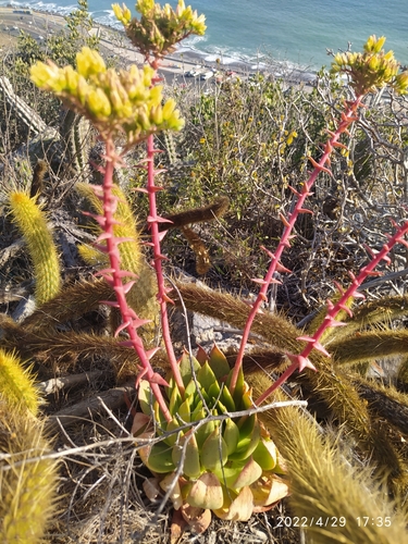 Dudleya brittonii