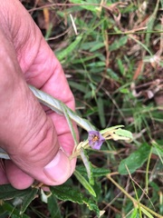 Seringia corollata