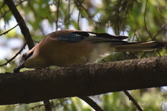 Garrulus glandarius