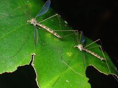Limnophilella