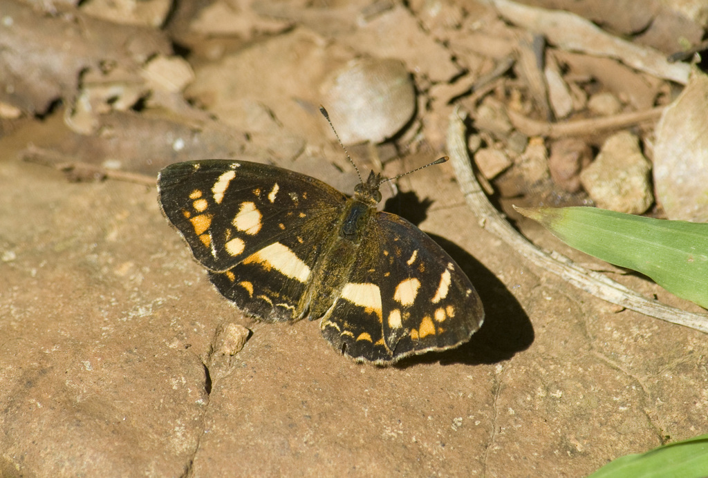 Ortilia orthia