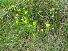 Euphorbia verrucosa