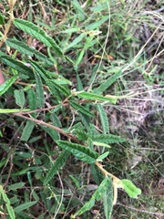 Seringia corollata