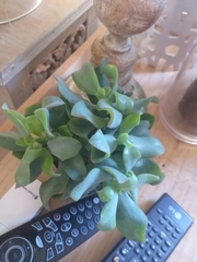 Crassula arborescens undulatifolia