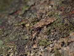 Amphineurus hudsoni