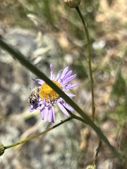 Acmaeodera hepburnii