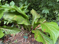 Anthurium hookeri
