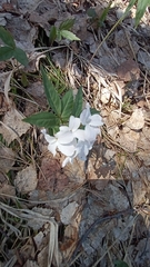 Cardamine altaica