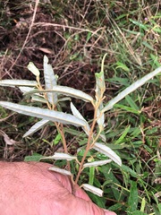 Seringia corollata