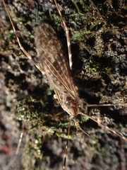 Amphineurus hudsoni