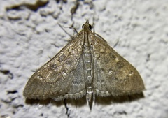 Mecyna mustelinalis