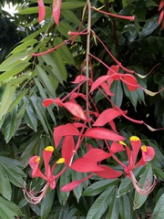 Amherstia nobilis