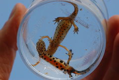 Lissotriton schmidtleri