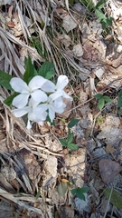 Cardamine altaica