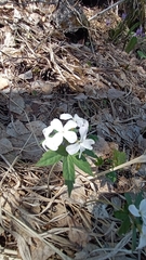 Cardamine altaica